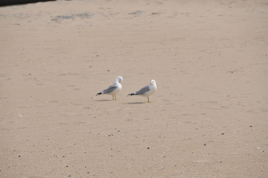 DSC_8064.JPG