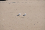 DSC_8064.JPG